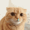 萌宠 猫咪 好奇 呆萌 可爱