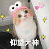 萌宠 猫咪 仰望大神 呆萌 可爱