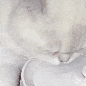 萌宠 猫咪 喝 呆萌 可爱