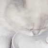 萌宠 猫咪 喝 呆萌 可爱