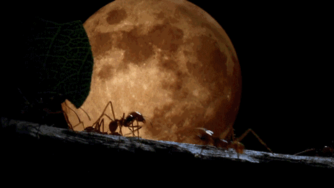 蚂蚁在屏幕上爬动态图图片