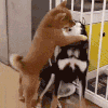 萌宠 狗狗 亲亲 呆萌 可爱