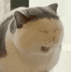 萌宠 猫咪 困 呆萌 可爱