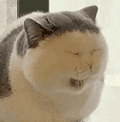 萌宠 猫咪 困 呆萌 可爱