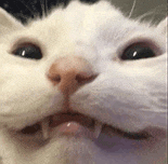 萌宠 猫咪 开心 呆萌 可爱