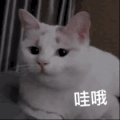 萌宠 猫咪 哇哦 呆萌 可爱