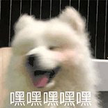萌宠 狗狗 嘿嘿嘿嘿 呆萌 可爱