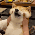 萌宠 狗狗 揉脸 呆萌 可爱