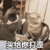 萌宠 猫咪 头打歪 呆萌 可爱