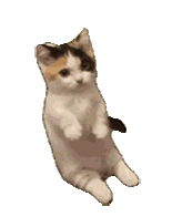 萌宠 猫咪 疑惑 呆萌 可爱