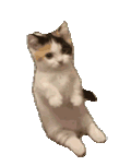 萌宠 猫咪 疑惑 呆萌 可爱