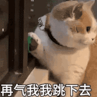 萌宠 猫咪 跳下去 呆萌 可爱