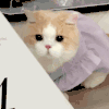 萌宠 猫咪 小心 呆萌 可爱