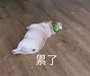 萌宠 汪星人 累了 无奈 呆萌 可爱