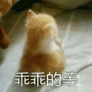 沙雕猫