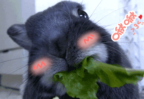 兔子咀嚼gif表情包图片