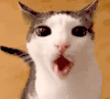 萌宠 猫咪 吃 呆萌 可爱