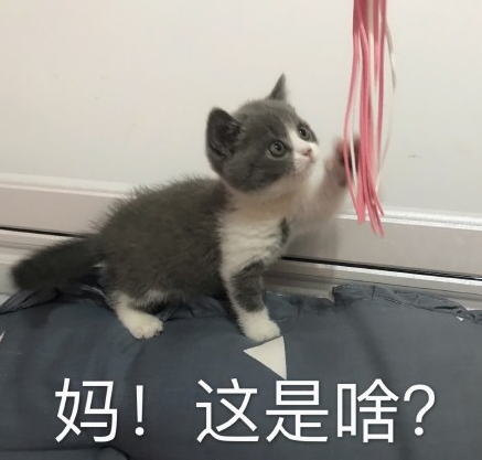 【逗猫棒的用法】gif动态图片 