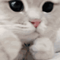 萌宠 猫咪 打你 呆萌 可爱