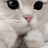 萌宠 猫咪 打你 呆萌 可爱