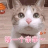 萌宠 猫咪 等一个亲亲 可爱 呆萌