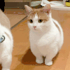 萌宠 猫咪 疑惑 呆萌 可爱
