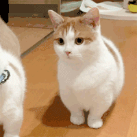 萌宠 猫咪 疑惑 呆萌 可爱