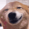 萌宠 狗 笑 呆萌 可爱