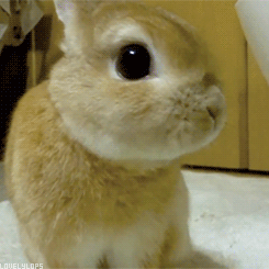 揪领子兔子表情包图片