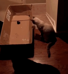 猫咪纸箱楼梯搞笑gif动图