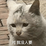 萌宠 猫咪 对我没人要 呆萌 可爱