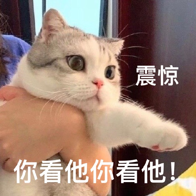 猫猫的表情包震惊图片