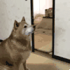 萌宠 狗狗 吃饭 呆萌 可爱