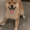 萌宠 狗狗 开心 呆萌 可爱