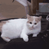 萌宠 猫咪 吓 呆萌 可爱