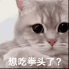 萌宠 猫咪 想吃拳头了 呆萌 可爱