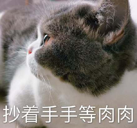 期待的表情包小猫图片