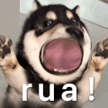 萌宠 狗狗 rua 呆萌 可爱