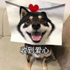 萌宠 汪星人 收到爱心 开心 搞怪 呆萌