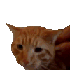 萌宠 猫咪 抓住 呆萌 可爱