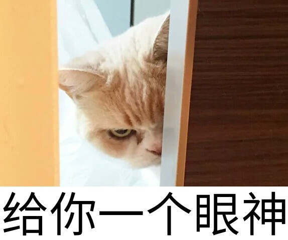 萌宠 猫星人 给你一个眼神 偷窥 呆萌 可爱