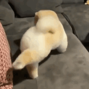 萌宠 狗狗 锻炼 呆萌 可爱