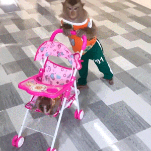 吗喽 猴子 沙雕 搞怪