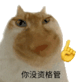 萌宠 猫咪 你没资格管 呆萌 可爱