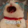 萌宠 猫咪 你再凶我 呆萌 可爱