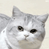 萌宠 猫咪 生气 呆萌 可爱