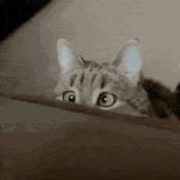 萌宠 猫咪 惊讶 呆萌 可爱