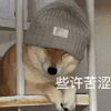 萌宠 狗狗 些许苦涩 呆萌 可爱