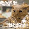 萌宠 猫咪 我他妈学 呆萌 可爱