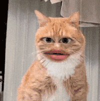 淑芬猫 猫咪 可爱 搞怪 抽象